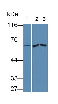 4241