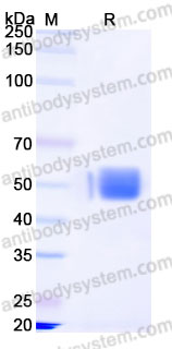 EHG47402, SDS-PAGE