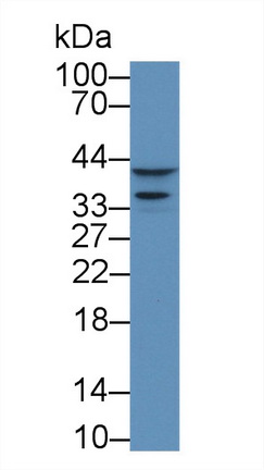 12931