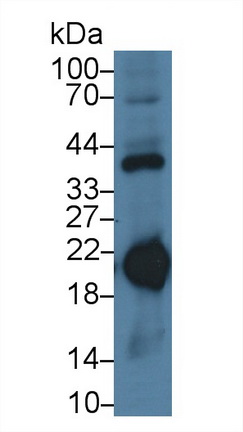 24854