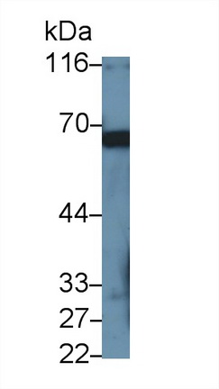 40256