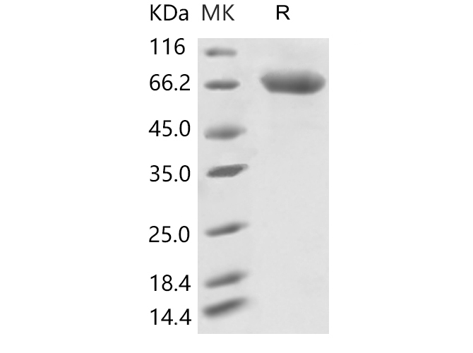 Валидация Elabscience PKSR030505(5814)