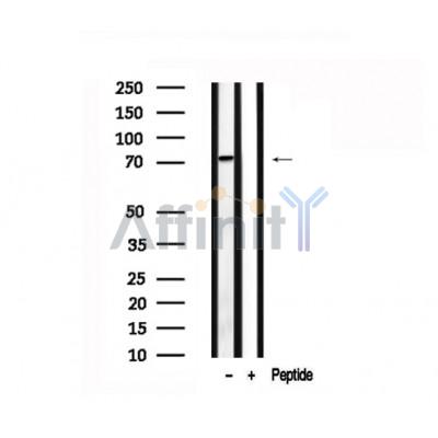 Валидация Affinity AF7536 - 4190