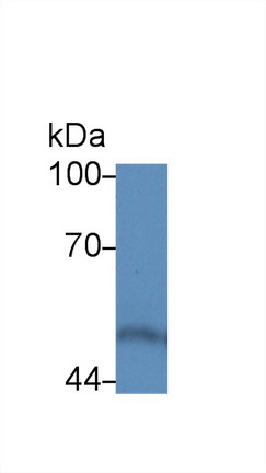 12937