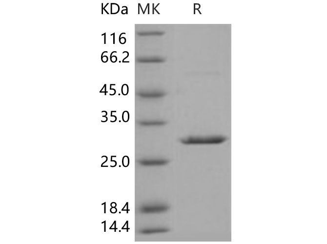 Валидация Elabscience PKSH031393(2109)