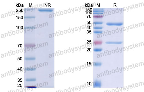 Валидация SDS-PAGE - AntibodySystem FMK30210