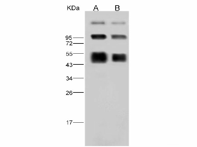 Валидация Elabscience E-AB-V1066