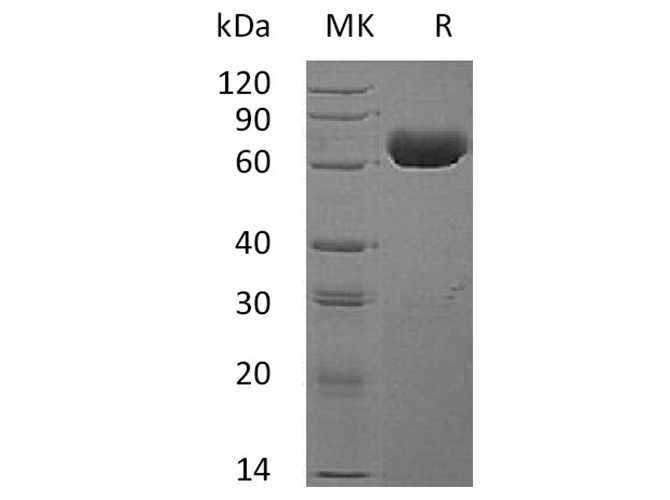 Валидация Elabscience PKSH032008(2572)