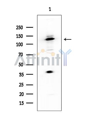 Валидация Affinity DF7242 - 18893