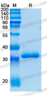 Валидация AntibodySystem AHD27901