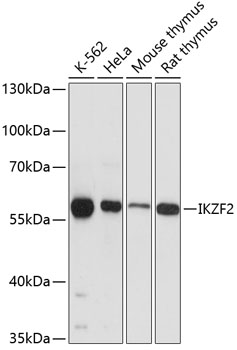 Валидация Elabscience E-AB-63676