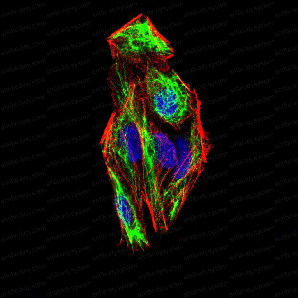 Валидация IF - AntibodySystem RHA73101