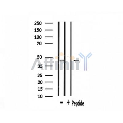 Валидация Affinity AF9206 - 5037