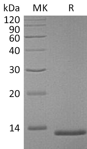 Валидация Elabscience PKSM041285(5181)