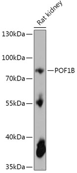 Валидация Elabscience E-AB-91907