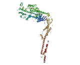 Myosin VIIA (MYO7A)
