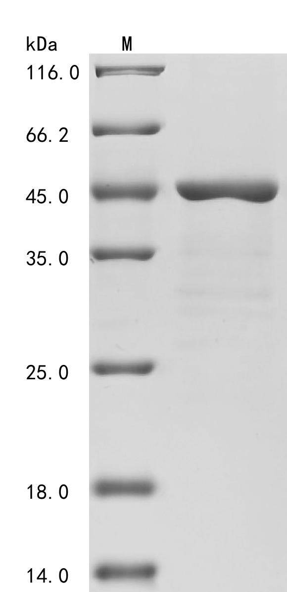SDS-PAGE