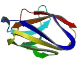 Immunoglobulin Superfamily, Member 16 (IGSF16)