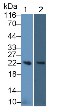 22869