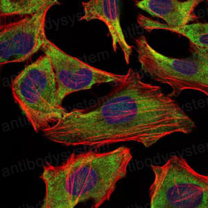Валидация IF - AntibodySystem RHC23302