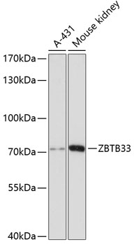 Валидация Elabscience E-AB-64352