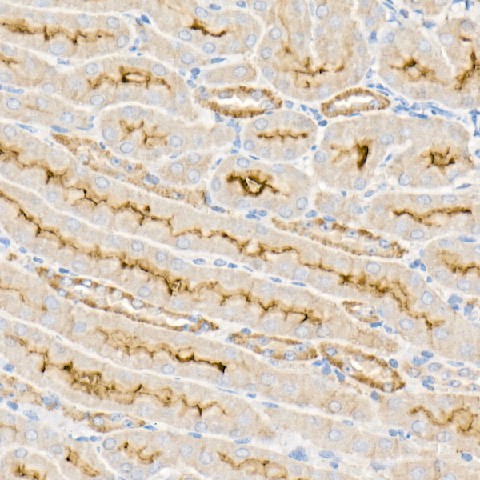 Валидация Elabscience E-AB-62634