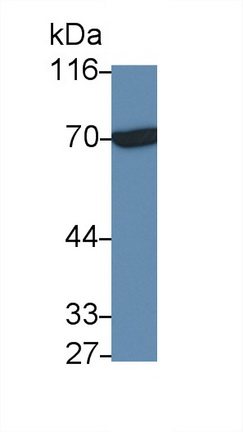 9765