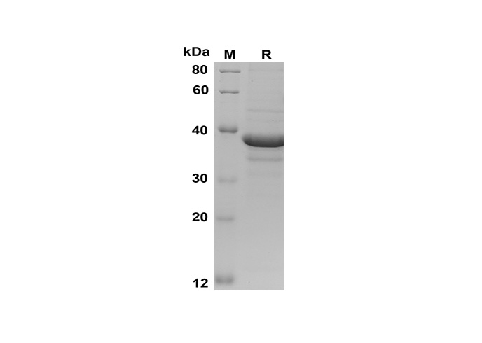 Валидация Elabscience PDEM100156(505)