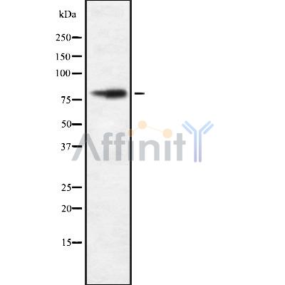 Валидация Affinity DF8656 - 20619