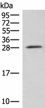 Валидация Elabscience E-AB-18802