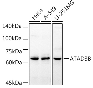 Валидация Elabscience E-AB-62541