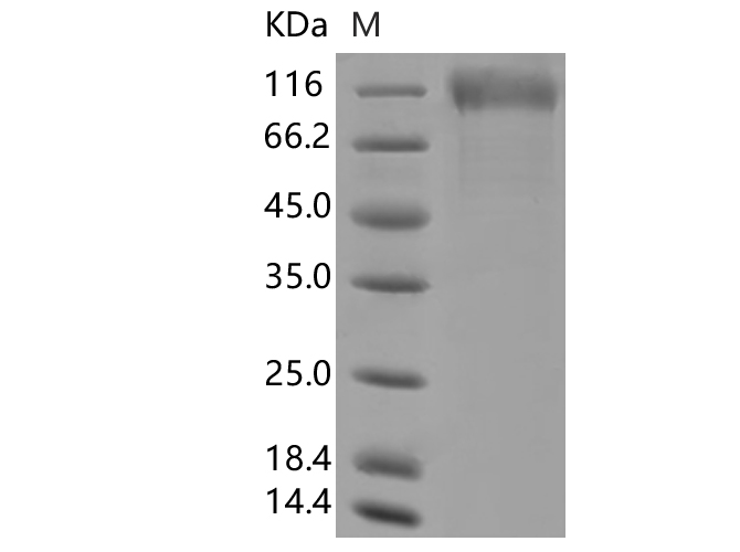 Валидация Elabscience PKSV030361(6098)