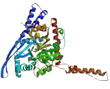 Glutamate Dehydrogenase 1 (GDH)