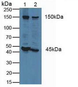 5596
