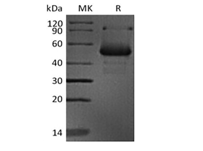 Валидация Elabscience PKSH033868(4102)