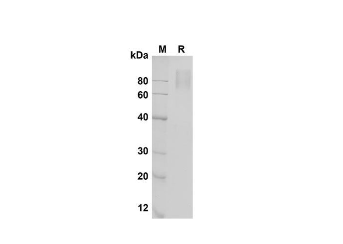 Валидация Elabscience PDMM100153(1113)