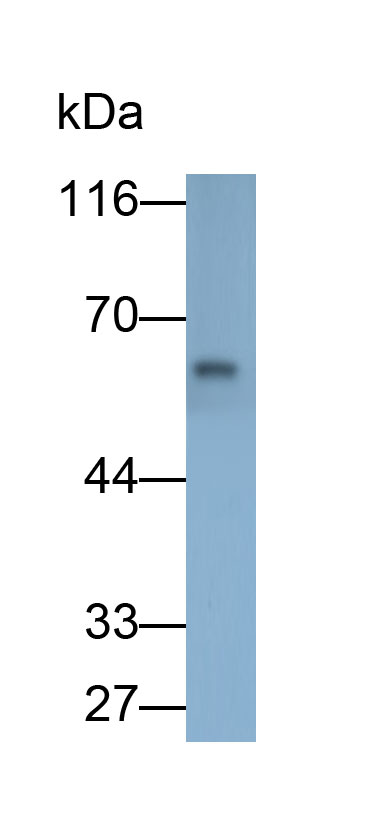 33183