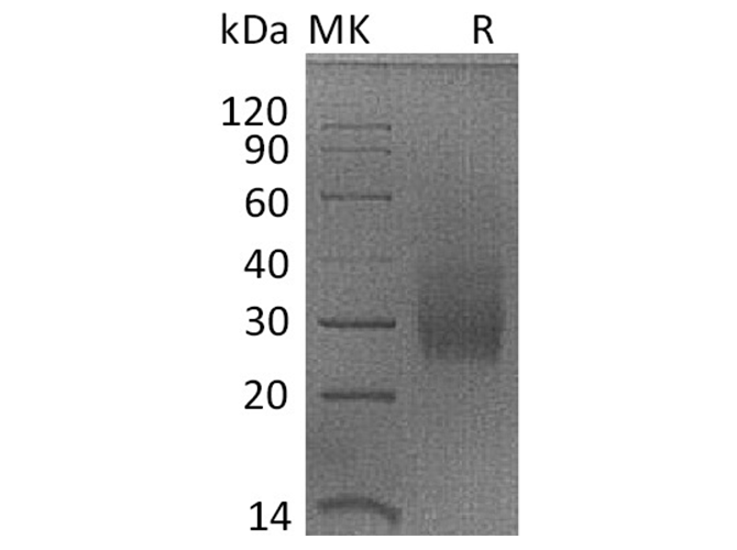 Валидация Elabscience PKSQ050069(5438)
