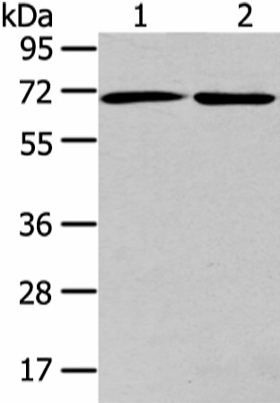 Валидация Elabscience E-AB-17647