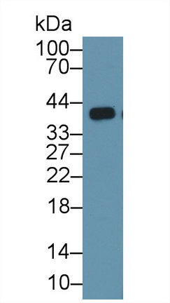 14639