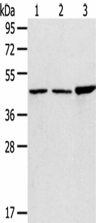 Валидация Elabscience E-AB-17095