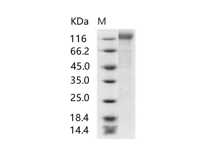 Валидация Elabscience PKSV030188(5965)