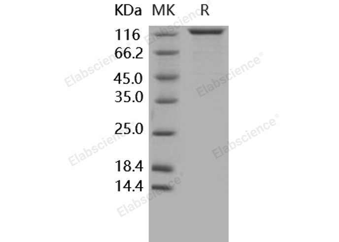 Валидация Elabscience PKSH031640(2297)