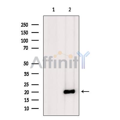 Валидация Affinity DF8977 - 21168
