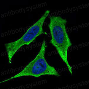 Валидация IF - AntibodySystem RHJ63902