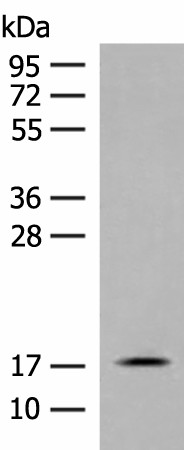 Валидация Elabscience E-AB-18769