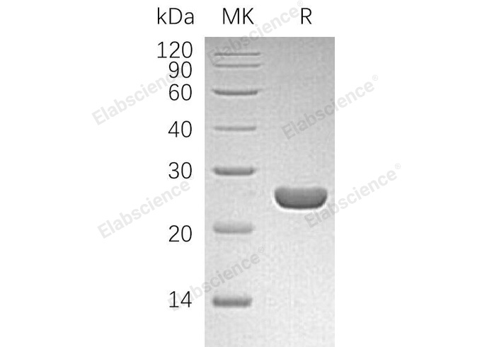 Валидация Elabscience PKSH032528(2987)