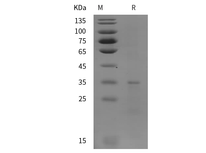 Валидация Elabscience PDEH100844(280)