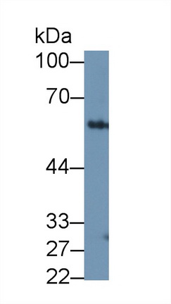 13133