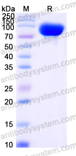 EHD16403, SDS-PAGE